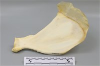 藏品(豬骨)的圖片