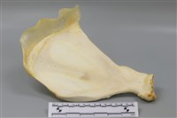 藏品(豬骨)的圖片