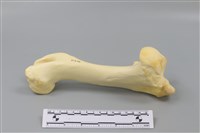 藏品(豬骨)的圖片