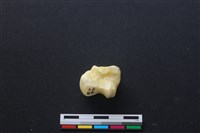 藏品(豬骨)的圖片