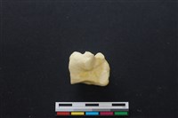 藏品(豬骨)的圖片