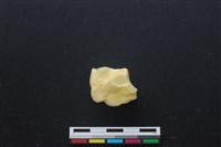 藏品(豬骨)的圖片