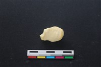 藏品(豬骨)的圖片