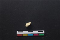 藏品(豬骨)的圖片