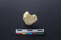 藏品(豬骨)的圖片