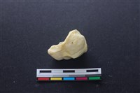 藏品(豬骨)的圖片