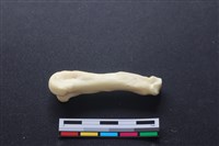 藏品(豬骨)的圖片