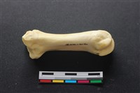 藏品(豬骨)的圖片