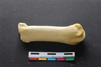 藏品(豬骨)的圖片