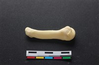 藏品(豬骨)的圖片