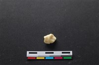 藏品(豬骨)的圖片