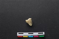 藏品(豬骨)的圖片