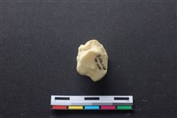 藏品(豬骨)的圖片