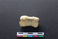 藏品(豬骨)的圖片