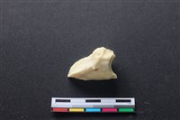 藏品(豬骨)的圖片