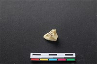 藏品(豬骨)的圖片