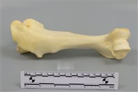 藏品(豬骨)的圖片