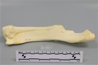 藏品(豬骨)的圖片