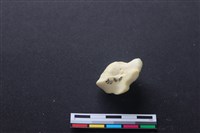 藏品(豬骨)的圖片