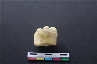 藏品(豬骨)的圖片