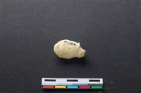 藏品(豬骨)的圖片