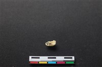 藏品(豬骨)的圖片