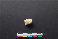 藏品(豬骨)的圖片