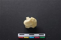 藏品(豬骨)的圖片