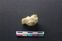 藏品(豬骨)的圖片