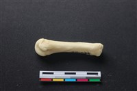 藏品(豬骨)的圖片