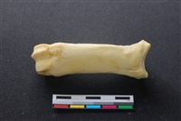 藏品(豬骨)的圖片