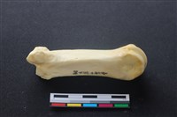 藏品(豬骨)的圖片