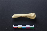 藏品(豬骨)的圖片