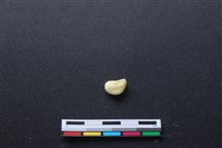 藏品(豬骨)的圖片