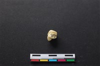 藏品(豬骨)的圖片
