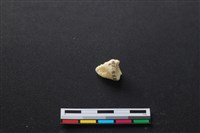 藏品(豬骨)的圖片