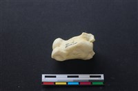 藏品(豬骨)的圖片