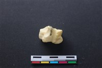 藏品(豬骨)的圖片