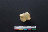 藏品(豬骨)的圖片