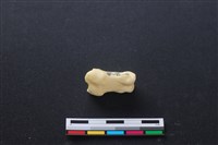 藏品(豬骨)的圖片