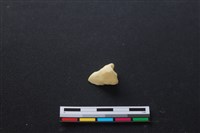 藏品(豬骨)的圖片