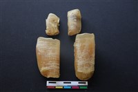 藏品(豬骨)的圖片