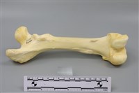 藏品(豬骨)的圖片