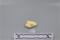 藏品(豬骨)的圖片