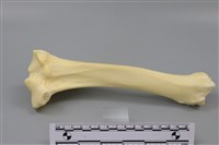 藏品(豬骨)的圖片