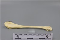 藏品(豬骨)的圖片