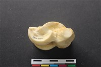 藏品(豬骨)的圖片