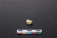 藏品(豬骨)的圖片