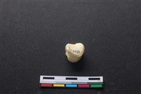 藏品(豬骨)的圖片