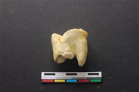 藏品(豬骨)的圖片